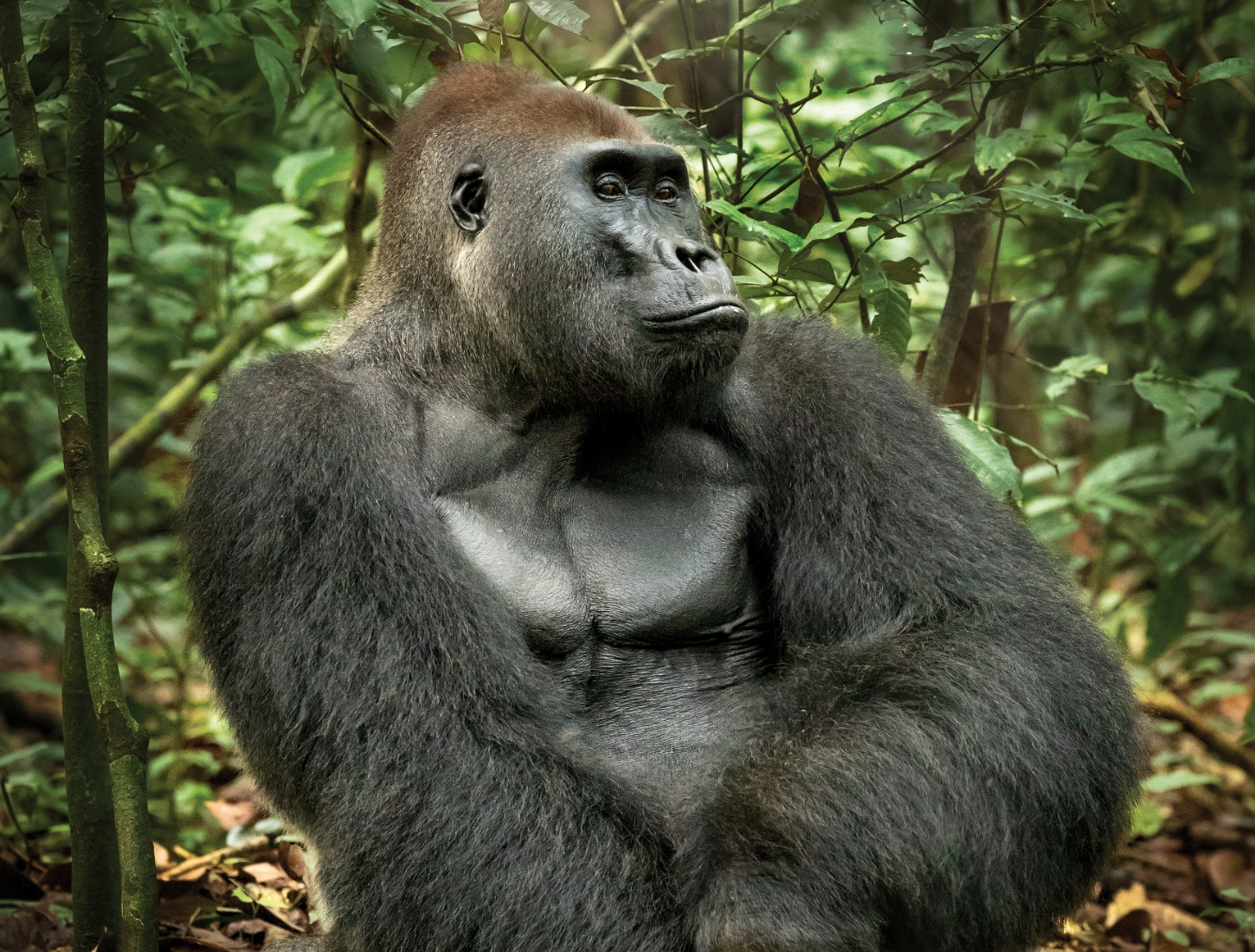 A photo of a Gorilla in a jungle_