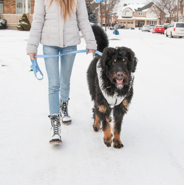 Nutram social media marketing photography a dog being walked in the snow