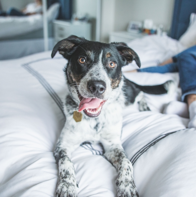 Nutram social media marketing photography a dog sitting on a bed