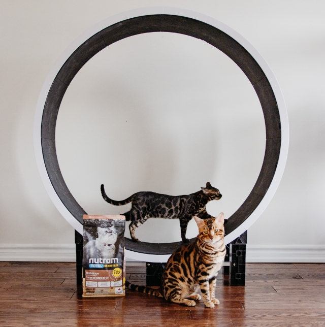 Nutram social media marketing photography cats on an exercise wheel