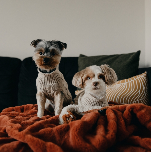Nutram social media marketing photography two dogs sitting on a couch
